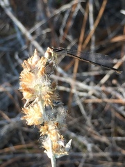 Enallagma doubledayi