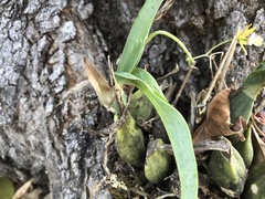 Prosthechea concolor