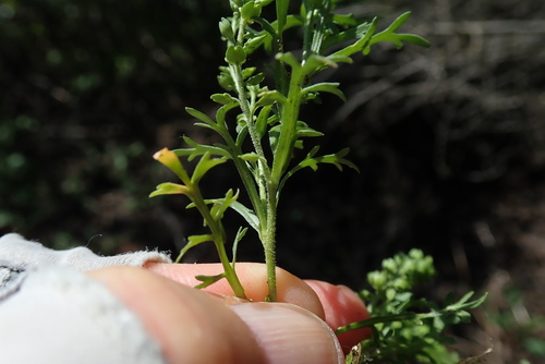 Image of Lepidium strictum by (c) Millie Basden, some rights reserved (CC BY)