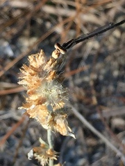 Enallagma doubledayi