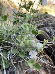 Mirabilis tenuiloba