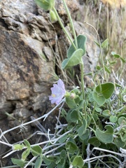 Mirabilis tenuiloba