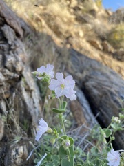 Mirabilis tenuiloba