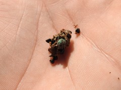 Pantomorus viridisquamosus