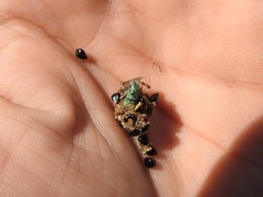 Pantomorus viridisquamosus