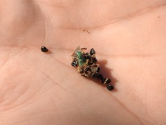 Pantomorus viridisquamosus