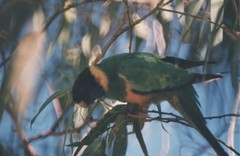 Barnardius zonarius zonarius