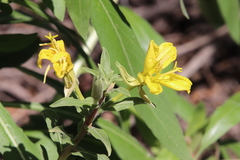 Oenothera elata hookeri