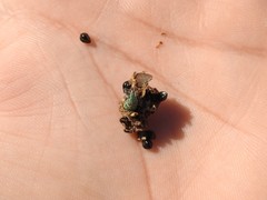 Pantomorus viridisquamosus