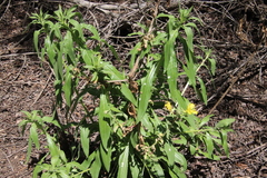 Oenothera elata hookeri