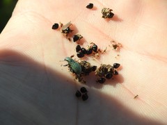 Pantomorus viridisquamosus