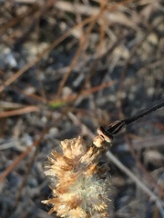 Enallagma doubledayi