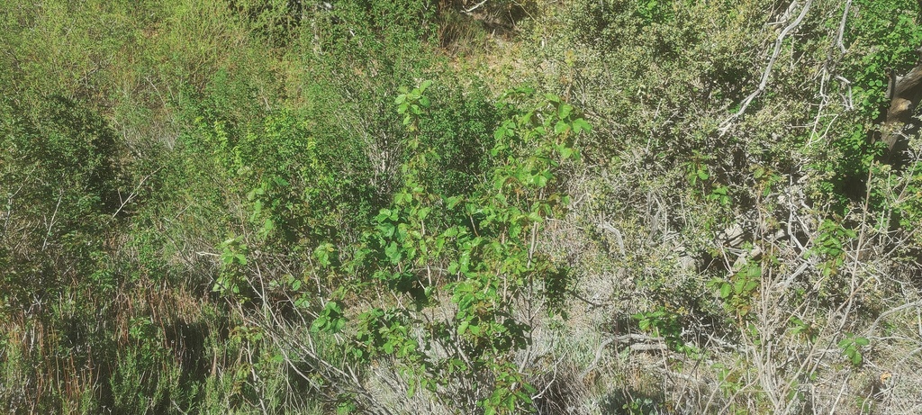 Pacific poison oak from San Diego County, CA, USA on April 06, 2022 at ...