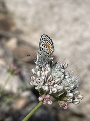 Euphilotes ancilla