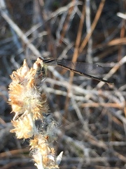 Enallagma doubledayi