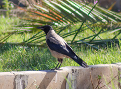 Corvus cornix