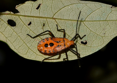 Sephina
