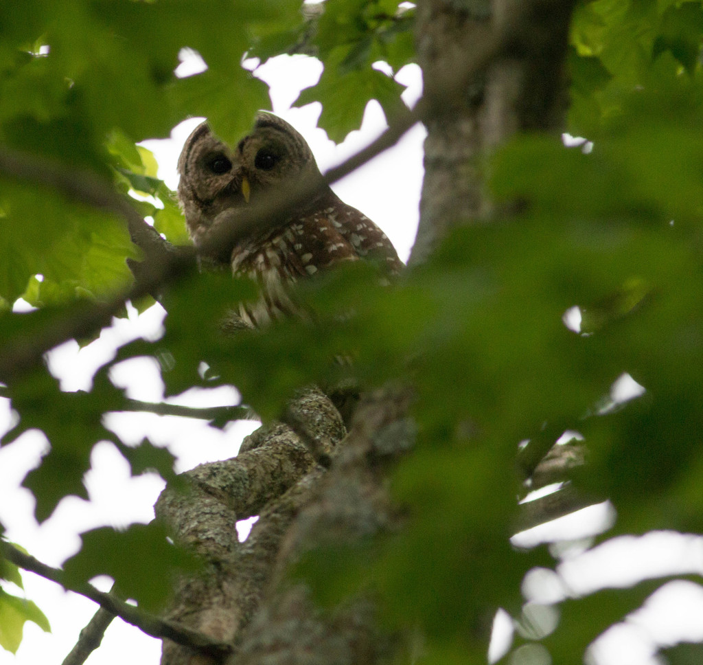 Barred Owl from Franklin County, OH, USA on May 26, 2018 at 11:12 AM by ...