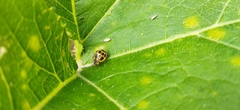 Epilachna paenulata