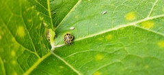 Epilachna paenulata