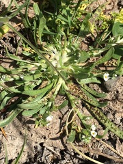 Plagiobothrys stipitatus micranthus