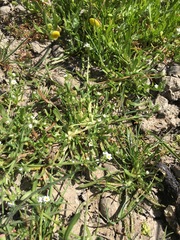 Plagiobothrys stipitatus micranthus