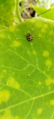 Epilachna paenulata