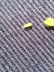 Plagiobothrys stipitatus micranthus