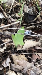 Galearis spectabilis