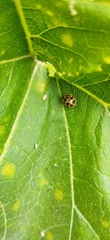 Epilachna paenulata