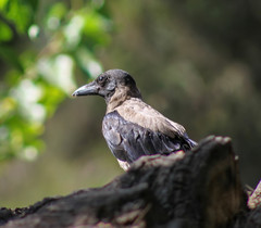 Corvus cornix