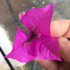 Bougainvillea