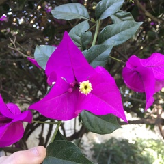 Bougainvillea