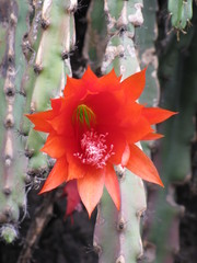 Heliocereus speciosus