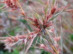 Themeda quadrivalvis