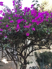 Bougainvillea
