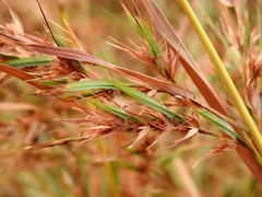 Themeda quadrivalvis