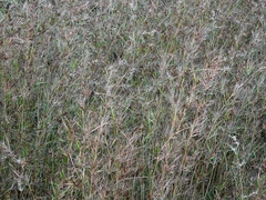Themeda quadrivalvis