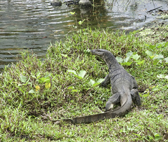 Varanus salvator macromaculatus