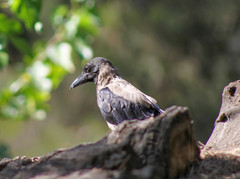 Corvus cornix