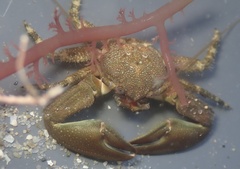 Petrolisthes cabrilloi