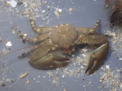 Petrolisthes cabrilloi