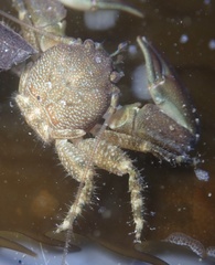 Petrolisthes cabrilloi