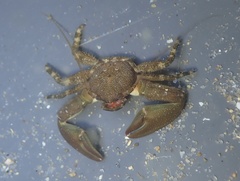 Petrolisthes cabrilloi