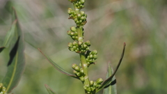 Rumex californicus