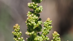 Rumex californicus