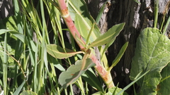 Rumex californicus