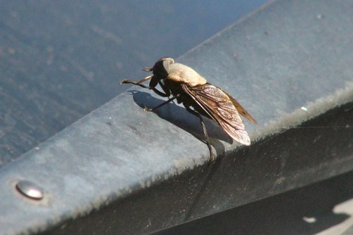 iNaturalist observation photo of Western Black Horse Fly