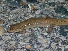 Desmognathus welteri