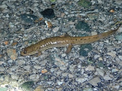 Desmognathus welteri